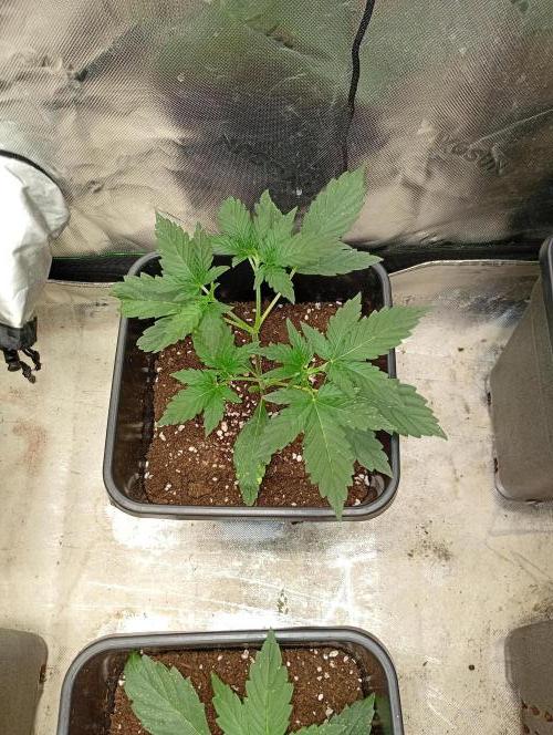 Smashberry Fumez Auto Anesia Seeds. Week 4