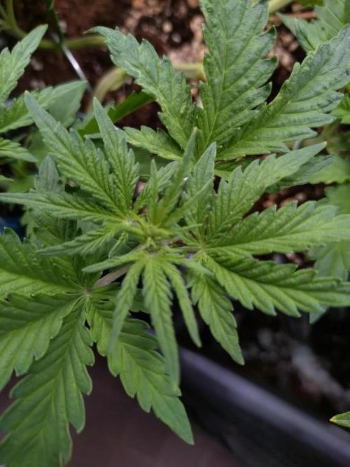 Z-Up Auto Fastbuds. Week 5