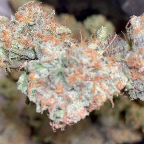 Sweet Cheese - Sweet Seeds | G3