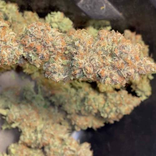 Sweet Cheese - Sweet Seeds | G3