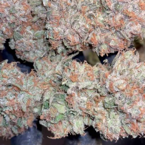 Sweet Cheese - Sweet Seeds | G3