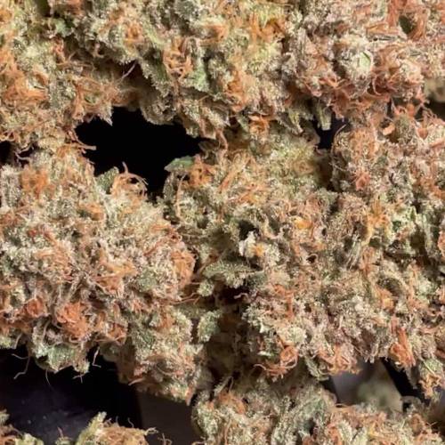 Sweet Cheese - Sweet Seeds | G3