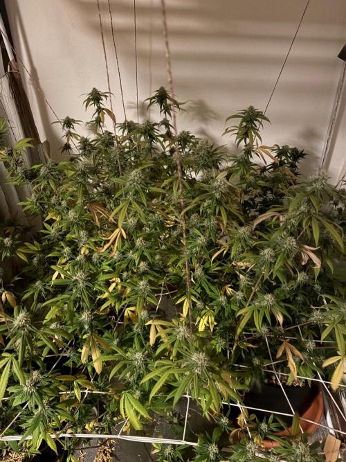 Buzz Casual Love. Week 6
