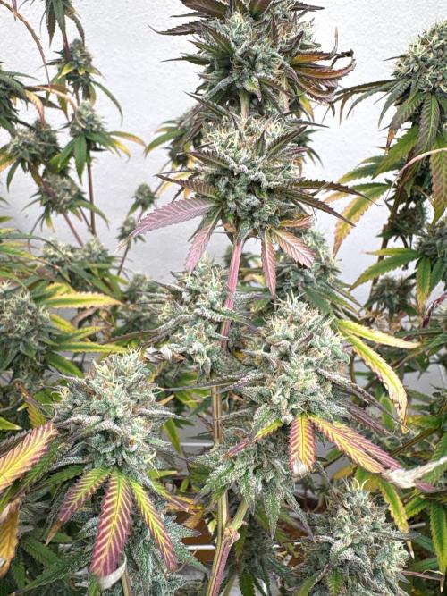 Buzz Casual Love. Week 8 - Baby gyal wanna be smoked