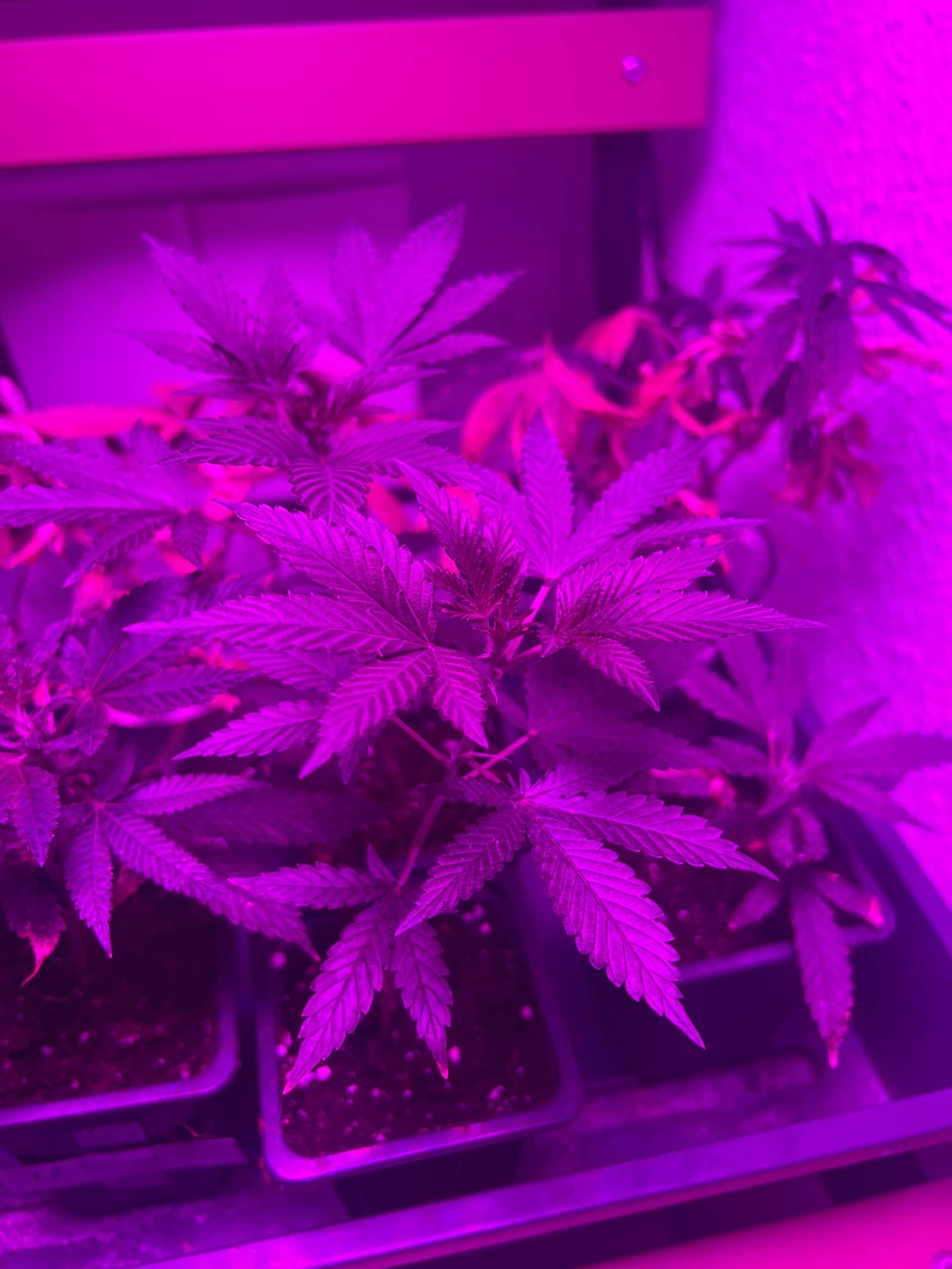 Royal Queen Seeds Pineapple Kush grow diary (journal) week1 by Xxxluna