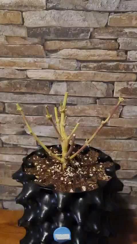 Auto Fractal #1 - Divine Seeds -GlAuCo25