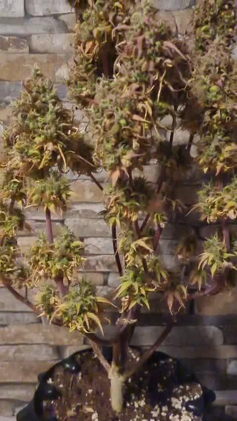 Auto Fractal #2 - Divine Seeds -GlAuCo25