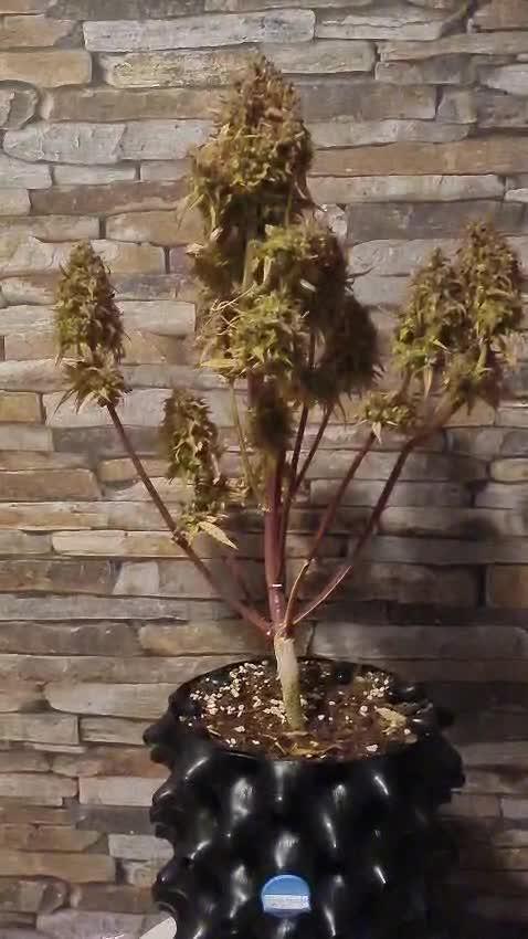 Auto Fractal #3 - Divine Seeds -GlAuCo25