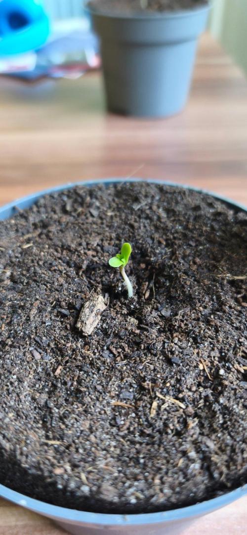 SSSC - The Tropical Ice Cream One - F026. Week 1