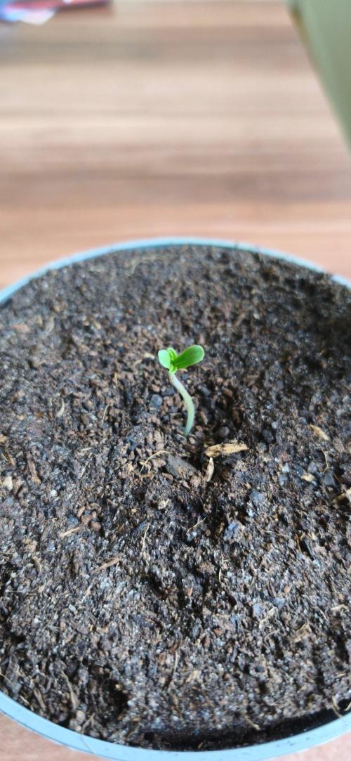 SSSC - The Tropical Ice Cream One - F026. Week 1