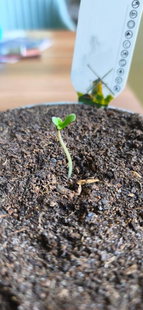 SSSC - The Tropical Ice Cream One - F026. Week 1
