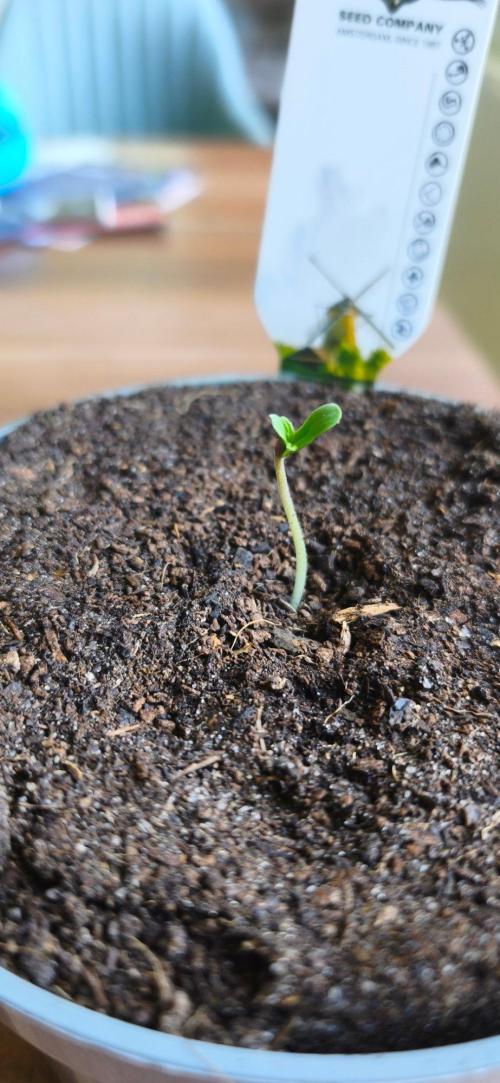 SSSC - The Tropical Ice Cream One - F026. Week 1