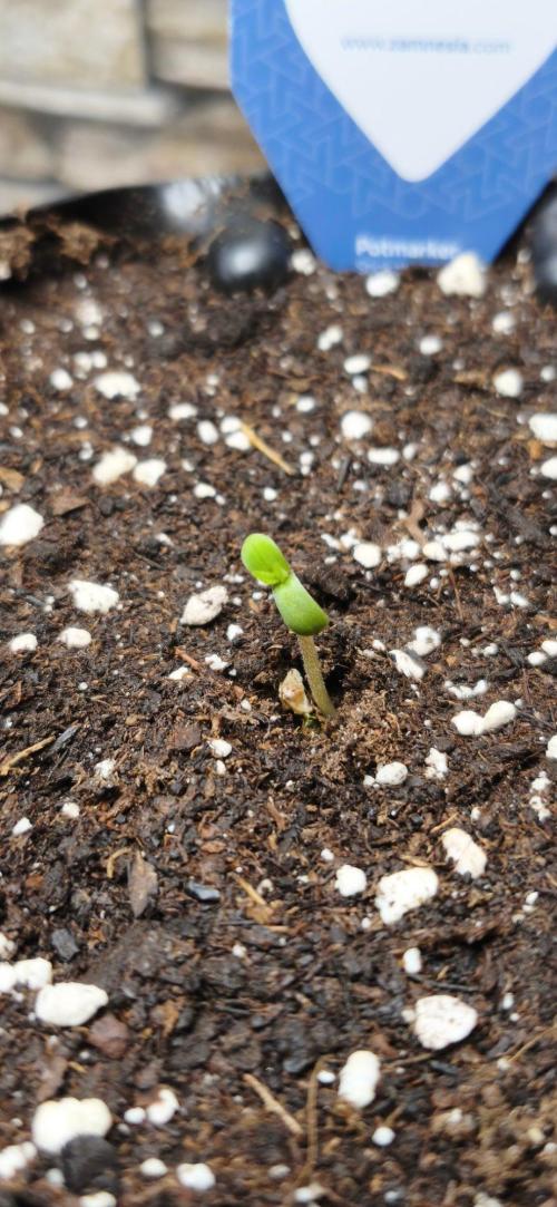 1st diary of that strain here :-D. Week 1