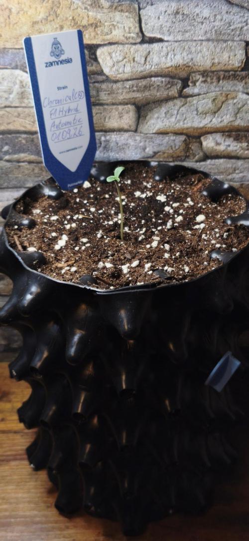 1st diary of that strain here :-D. Week 1