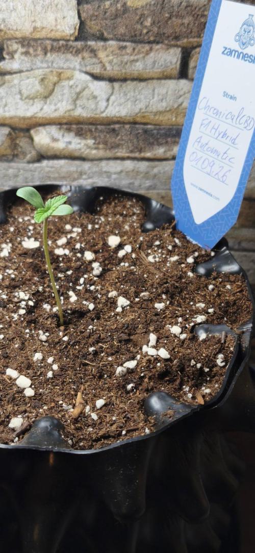 1st diary of that strain here :-D. Week 1