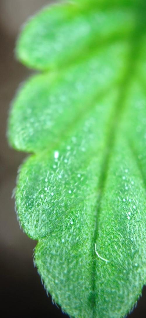 1st diary of that strain here :-D. Week 1