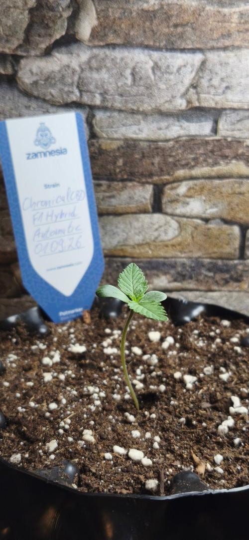 1st diary of that strain here :-D. Week 2