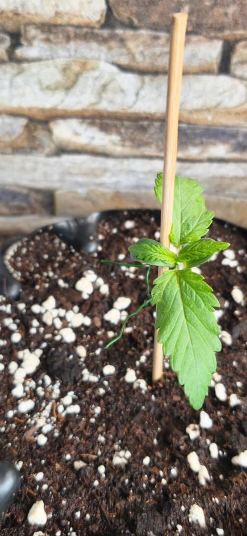 1st diary of that strain here :-D. Week 2
