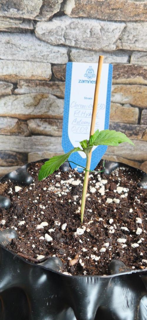 1st diary of that strain here :-D. Week 2