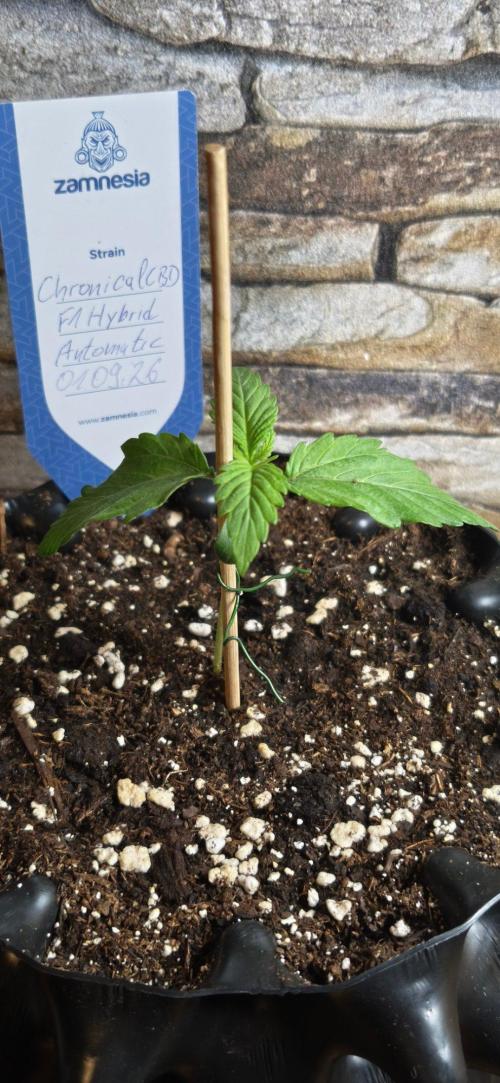 1st diary of that strain here :-D. Week 2