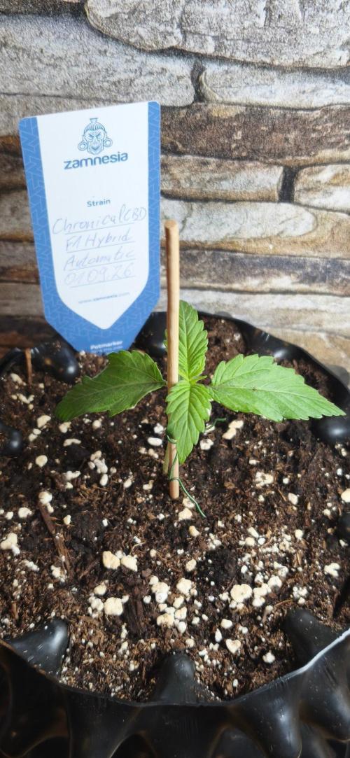 1st diary of that strain here :-D. Week 2