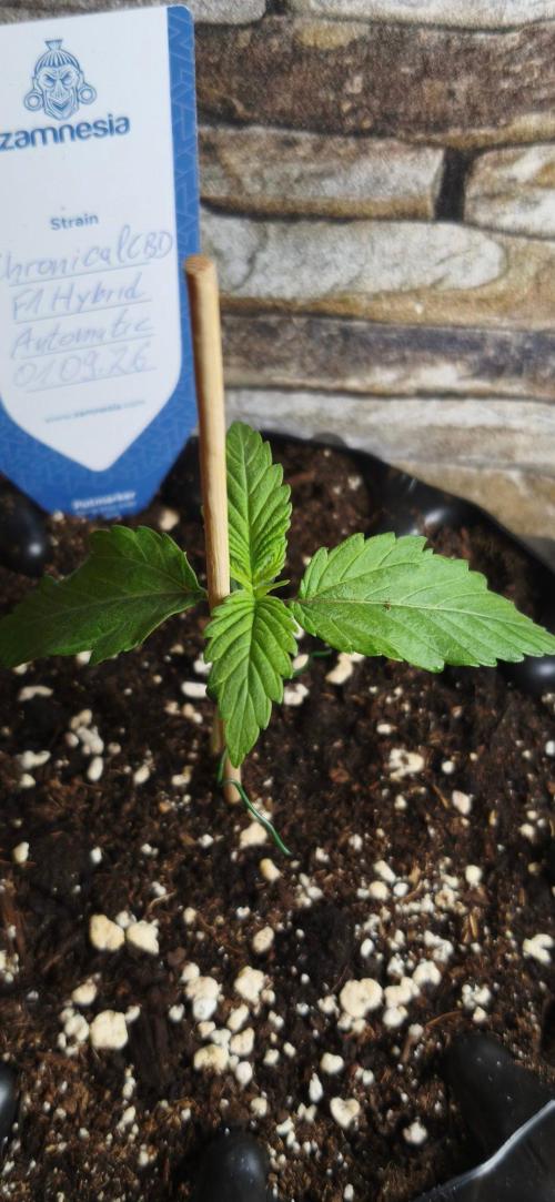 1st diary of that strain here :-D. Week 2