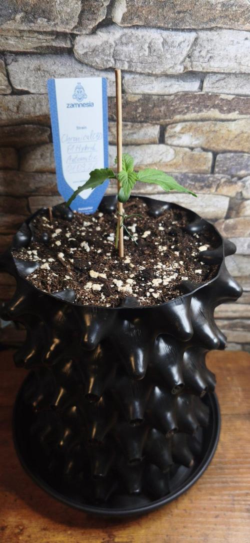 1st diary of that strain here :-D. Week 2