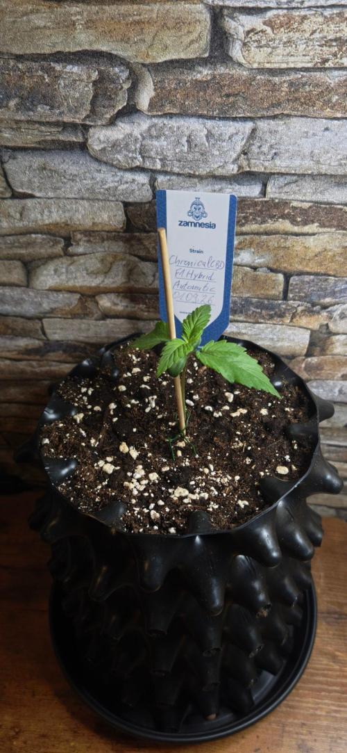1st diary of that strain here :-D. Week 2