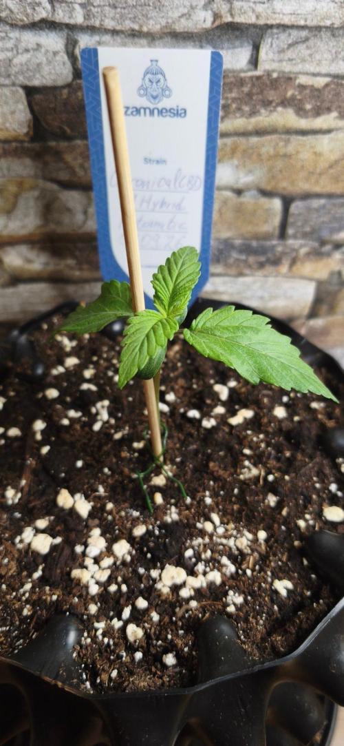 1st diary of that strain here :-D. Week 2