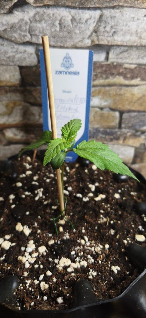 1st diary of that strain here :-D. Week 2