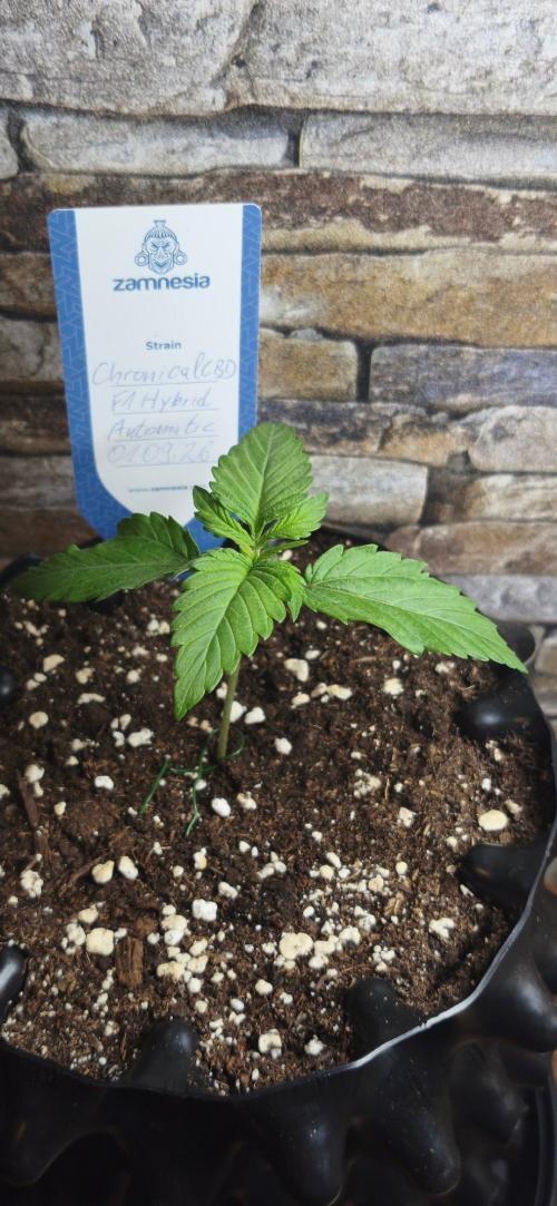 1st diary of that strain here :-D. Week 2