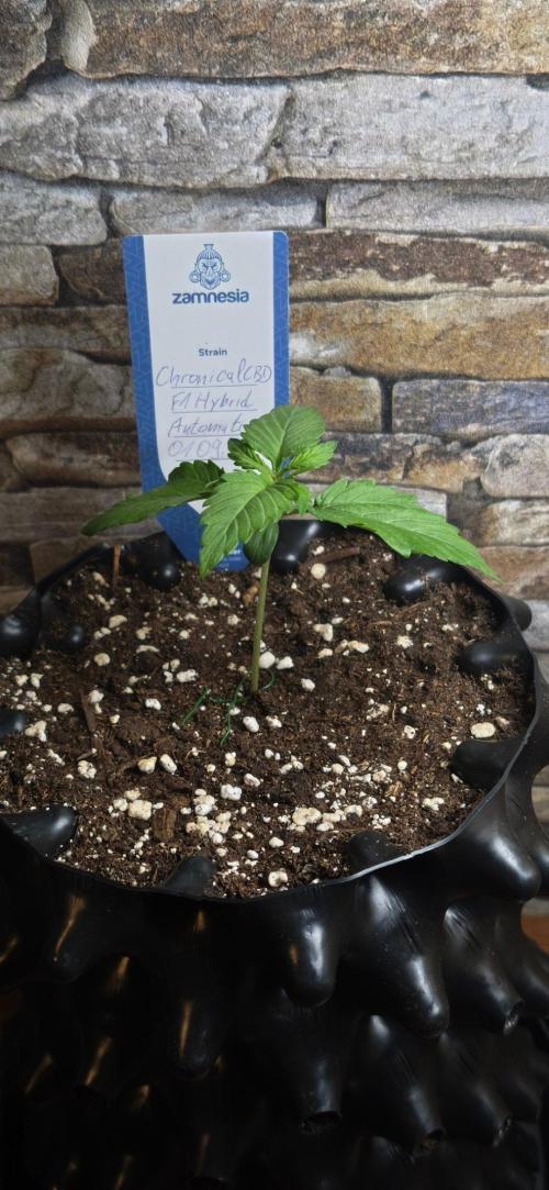 1st diary of that strain here :-D. Week 2