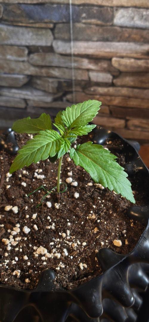 1st diary of that strain here :-D. Week 2