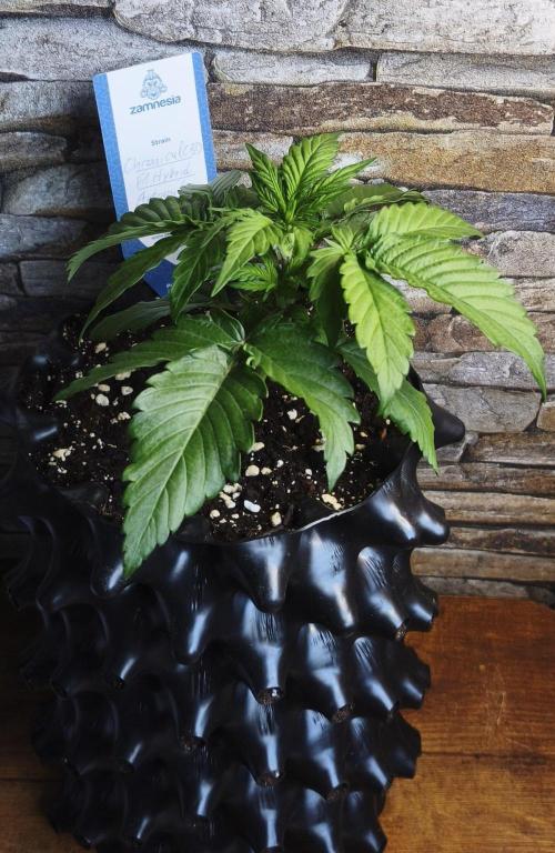 1st diary of that strain here :-D. Week 3
