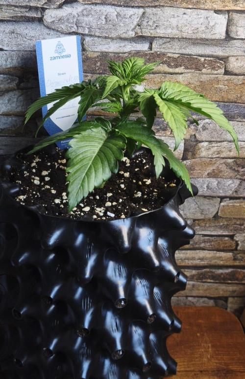 1st diary of that strain here :-D. Week 3