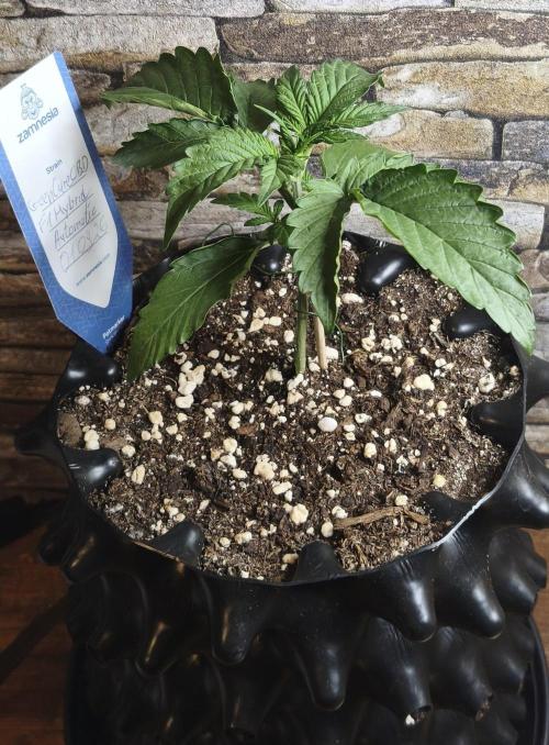 1st diary of that strain here :-D. Week 3