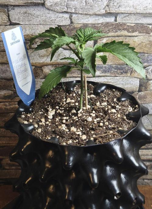 1st diary of that strain here :-D. Week 3