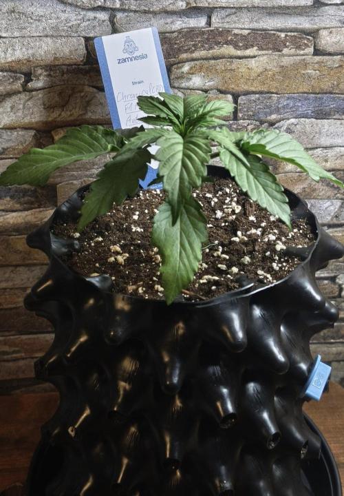 1st diary of that strain here :-D. Week 3