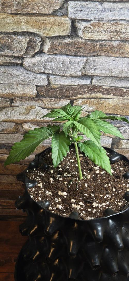 1st diary of that strain here :-D. Week 3
