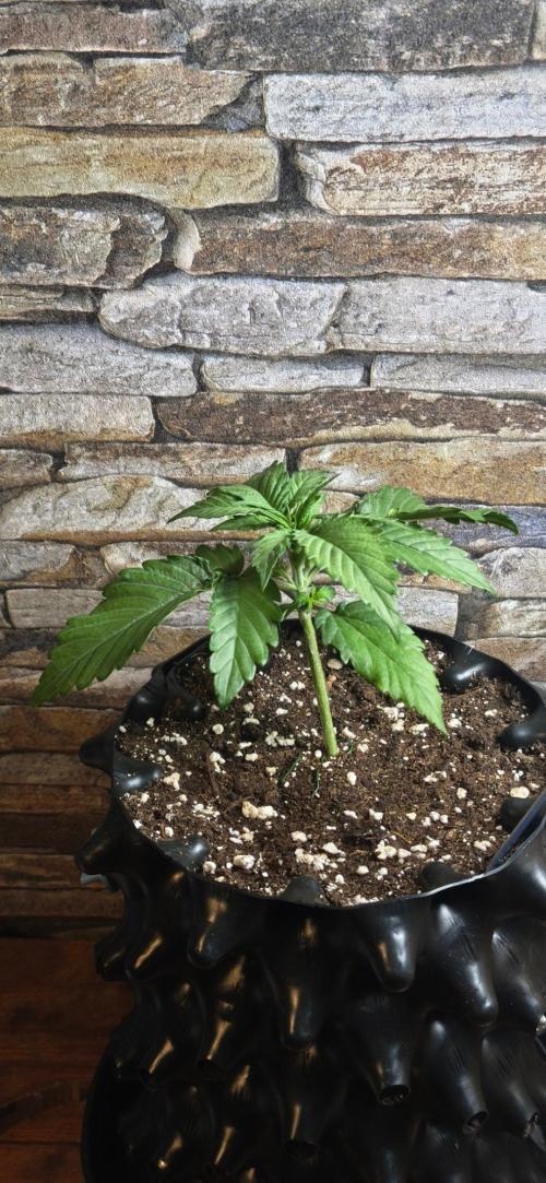 1st diary of that strain here :-D. Week 3