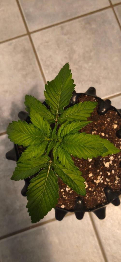 1st diary of that strain here :-D. Week 3