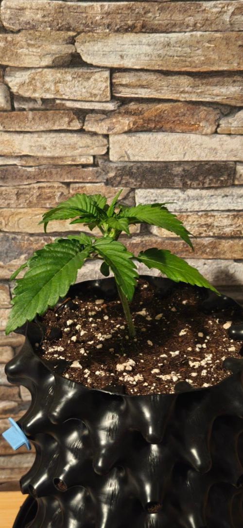 1st diary of that strain here :-D. Week 3