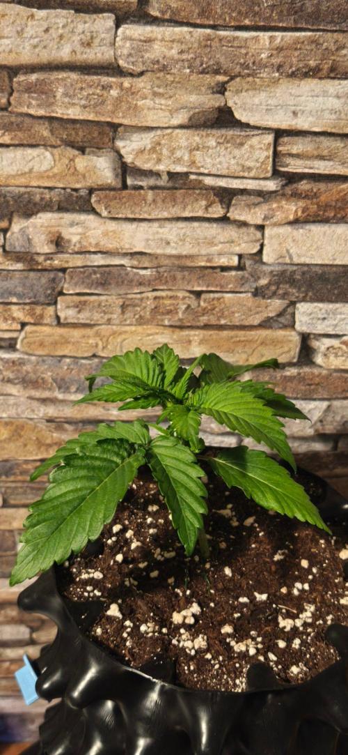 1st diary of that strain here :-D. Week 3