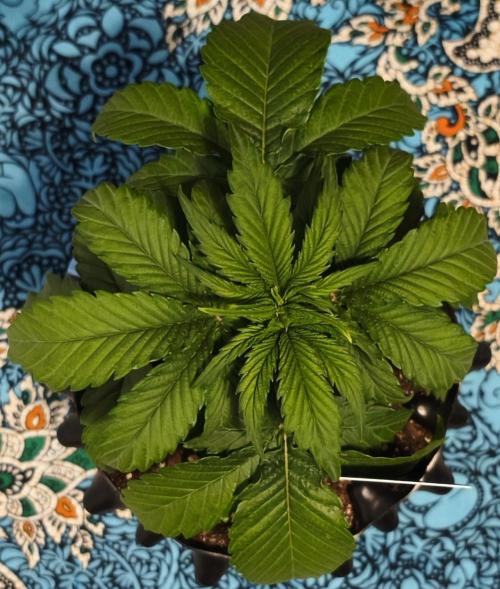 1st diary of that strain here :-D. Week 4