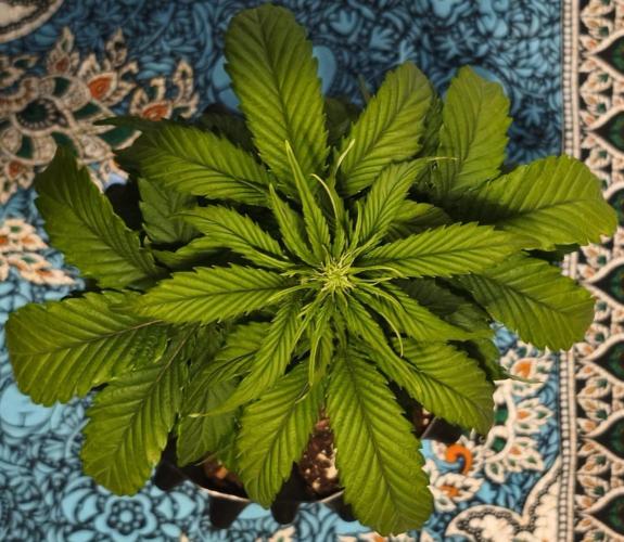 1st diary of that strain here :-D. Week 4
