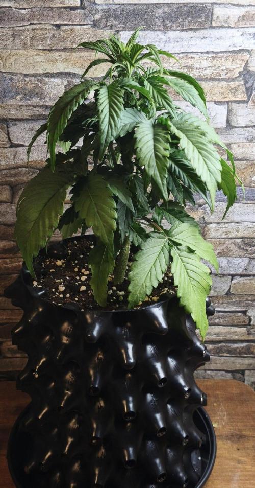 1st diary of that strain here :-D. Week 4