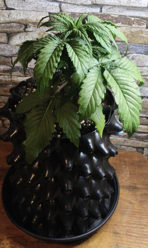 1st diary of that strain here :-D. Week 4