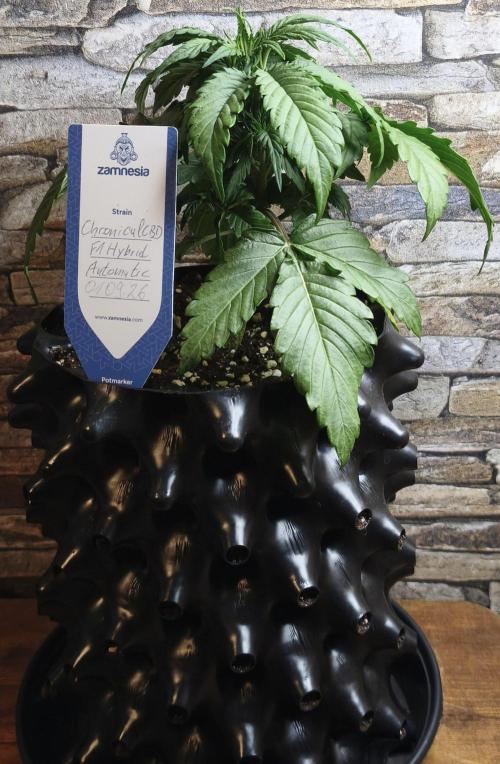 1st diary of that strain here :-D. Week 4