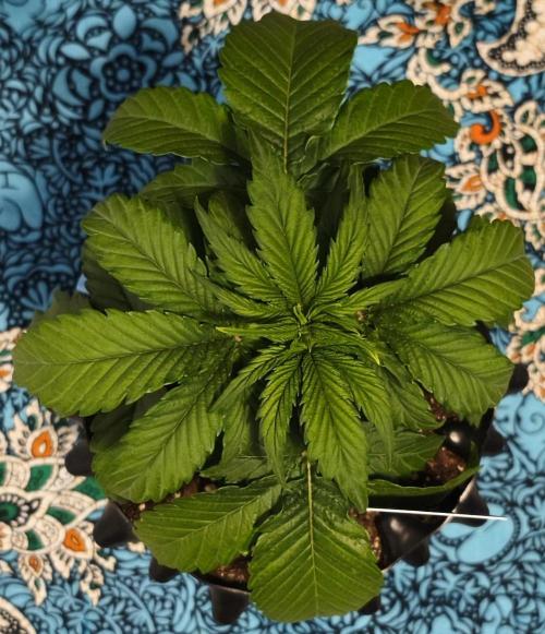 1st diary of that strain here :-D. Week 4