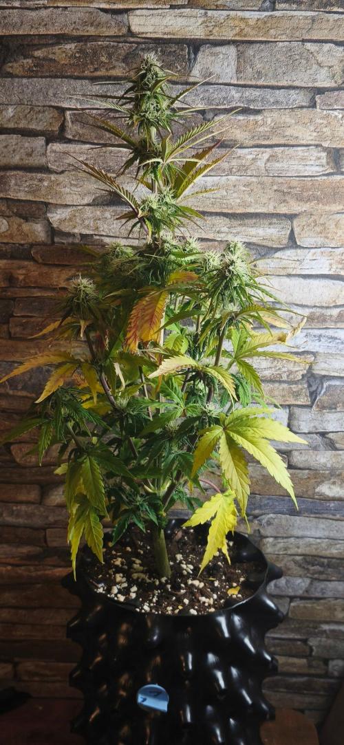 1st diary of that strain here :-D. Week 6